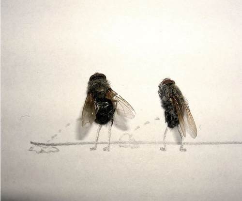dead-flies-art-1
