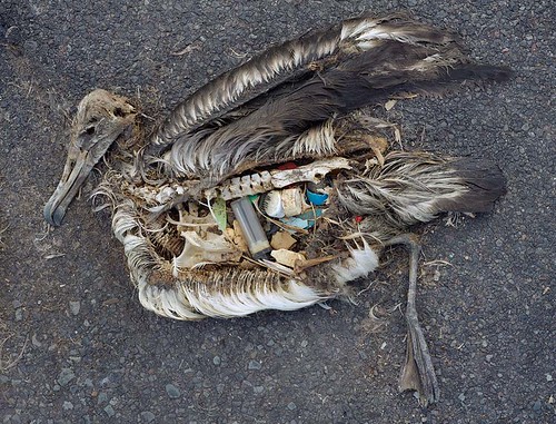 dead albatross chick, Midway Atoll, photo by Chris Jordan