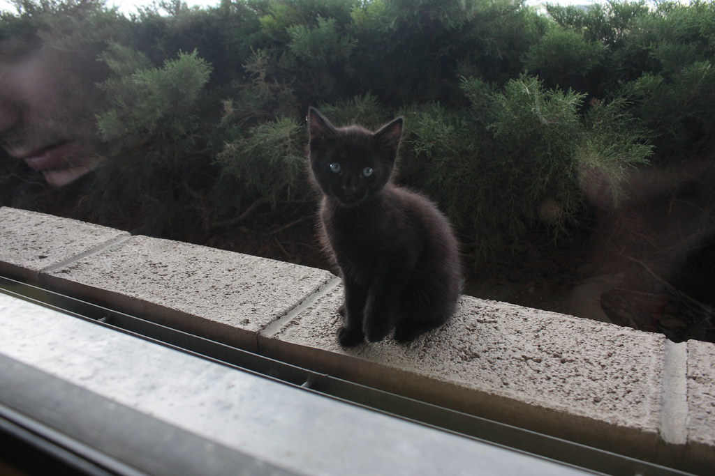 kitten outside restaurant