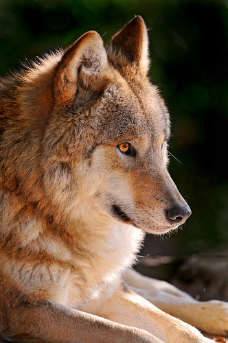  フリー画像| 動物写真| 哺乳類| イヌ科| 狼/オオカミ|       フリー素材| 