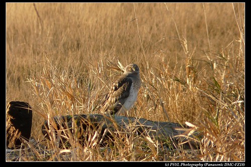 Northern Harrier (Circus cyaneus)