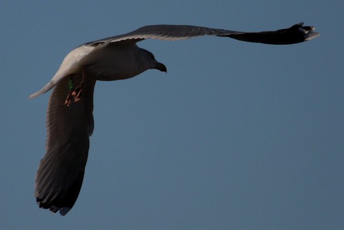 Herring Gull - Green M.ABW