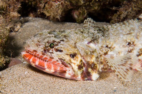 Orangemouth Lizardfish