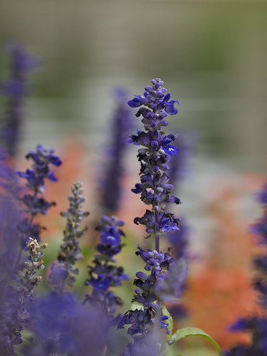 Salvia by the Water