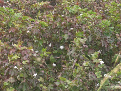 cotton plants thessalia