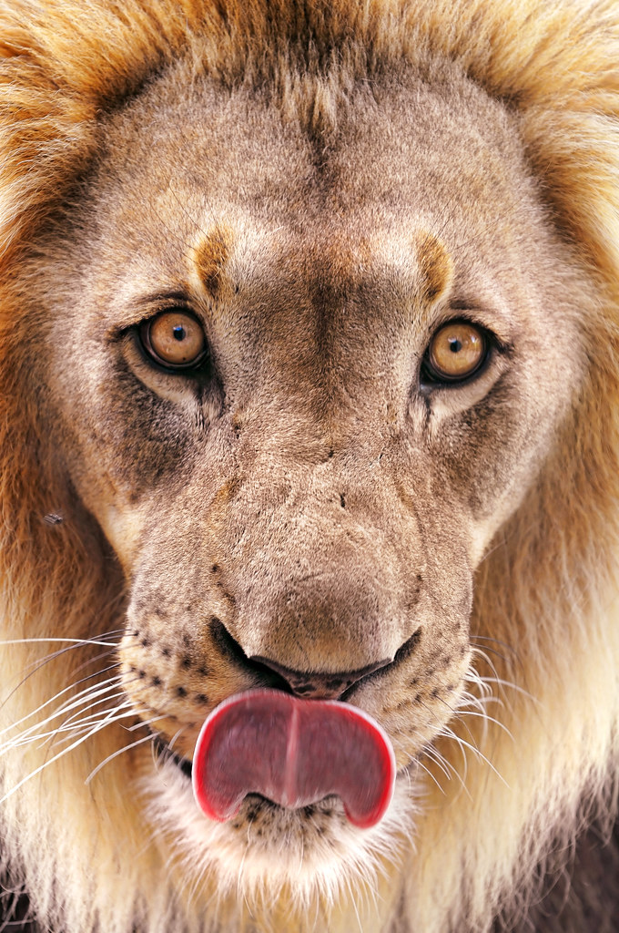 Король джунглей: 25 красивейших фотографий со львами на Flickr