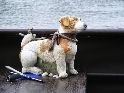 Low Maintenance Boat Dog