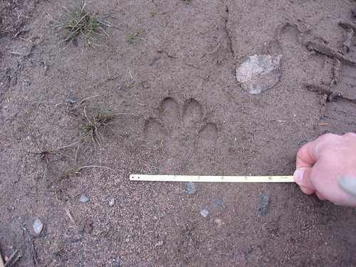 cougar footprint