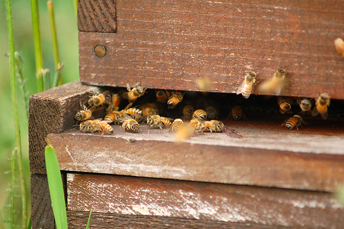 Bees! by theseanster93, on Flickr