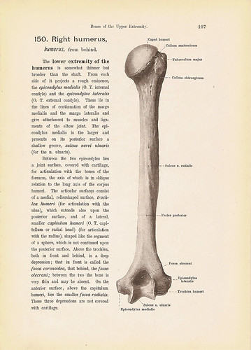 humerus bone anatomy. Right Humerus Bone Anatomy