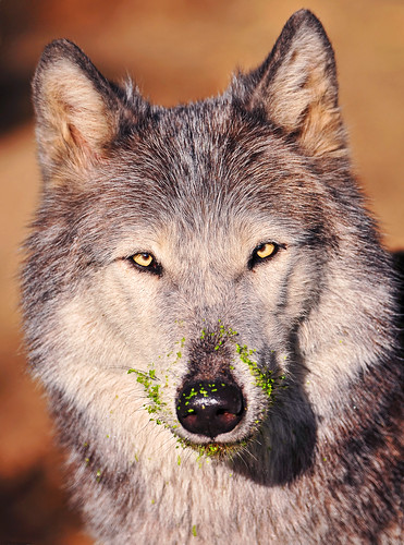  フリー画像| 動物写真| 哺乳類| イヌ科| 狼/オオカミ|       フリー素材| 