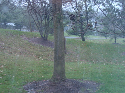 squirrel on tree during start of snow