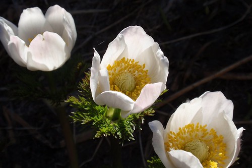 Western Pasque Flower 08