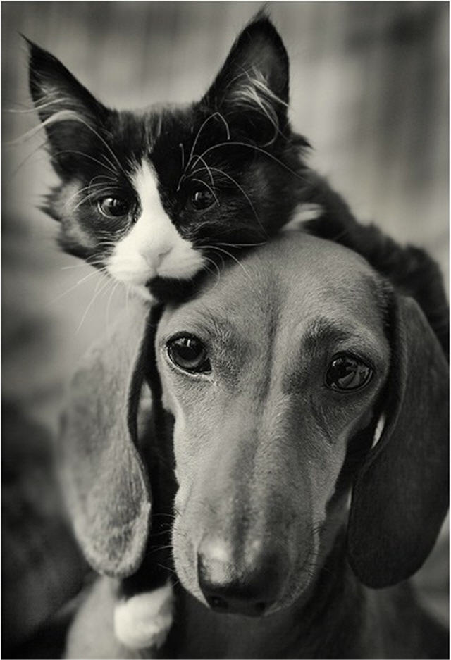 cats&dogs_10