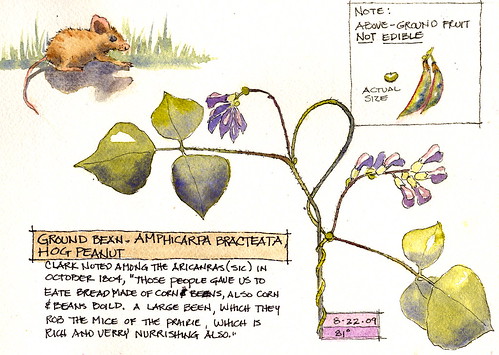 Amphicarpa Brachteata - Hog peanut