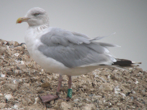 Herring Gull, adult G[AB97]