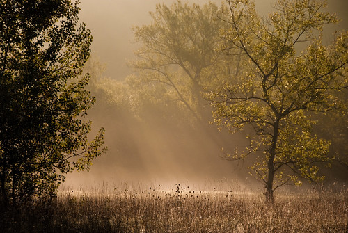  フリー画像| 自然風景| 霧/靄| 森林/山林| 太陽光線| スイス風景|      フリー素材| 