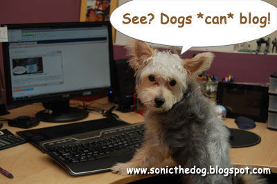 Blogging Dog