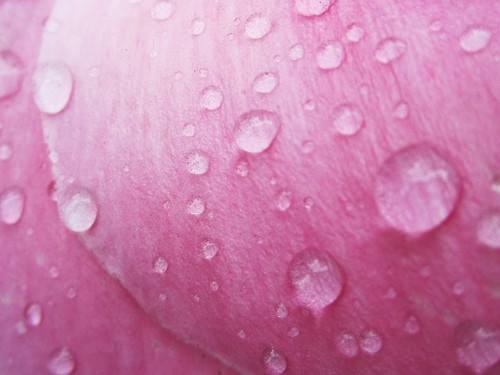 Raindrops on Pink Petals