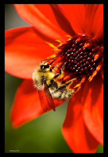I love this bee photo!!! by you.