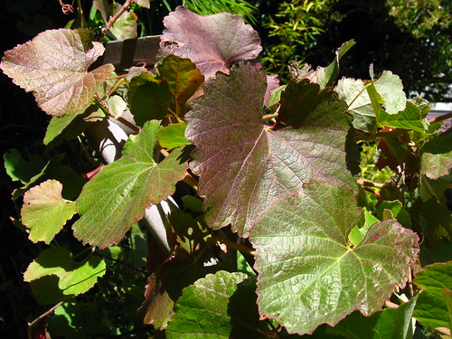 2009-08-01 garden; Vitis californica