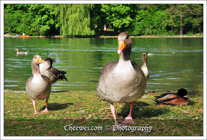 Ducks in English Garden, Munich, Germany