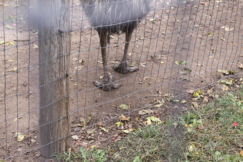 Emu Feet