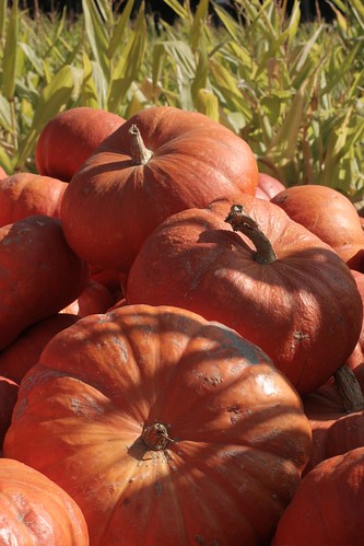 Pastoral pumpkins