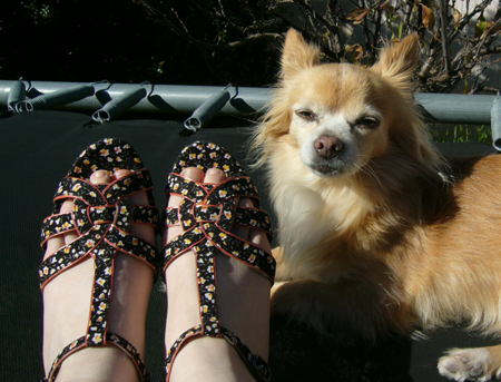 new shoes with chihuahua appoval
