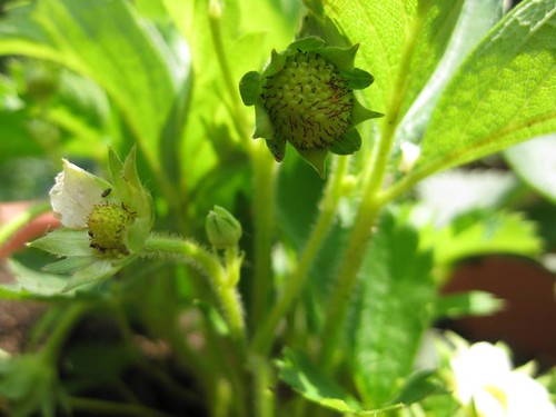 future strawberries