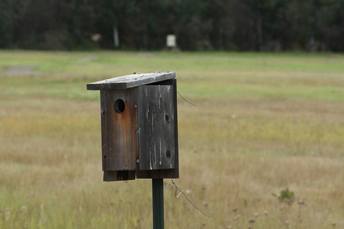Bird house by you.