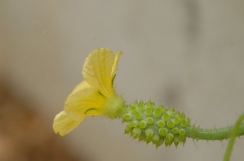 Kiwano | vrouwelijke bloem - female flower