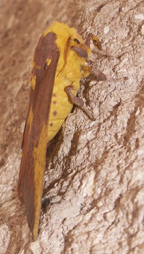 Male Imperial Moth, Side View