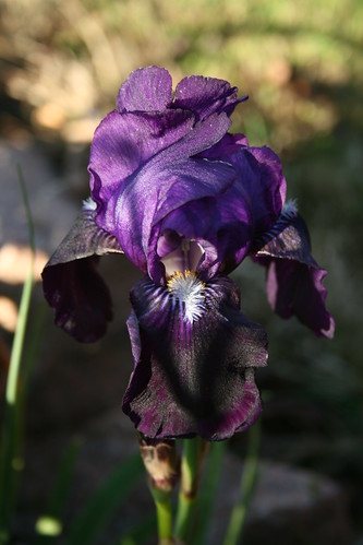 old purple iris