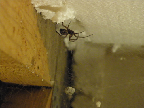 Spider in the attic