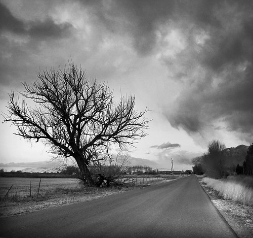 tree and a back utah lane composite bw
