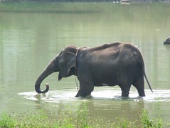 Elephant at bath