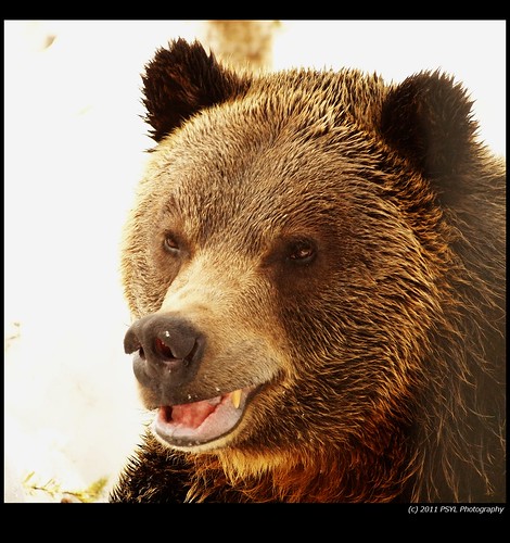 Grinder, the orphaned Grizzly