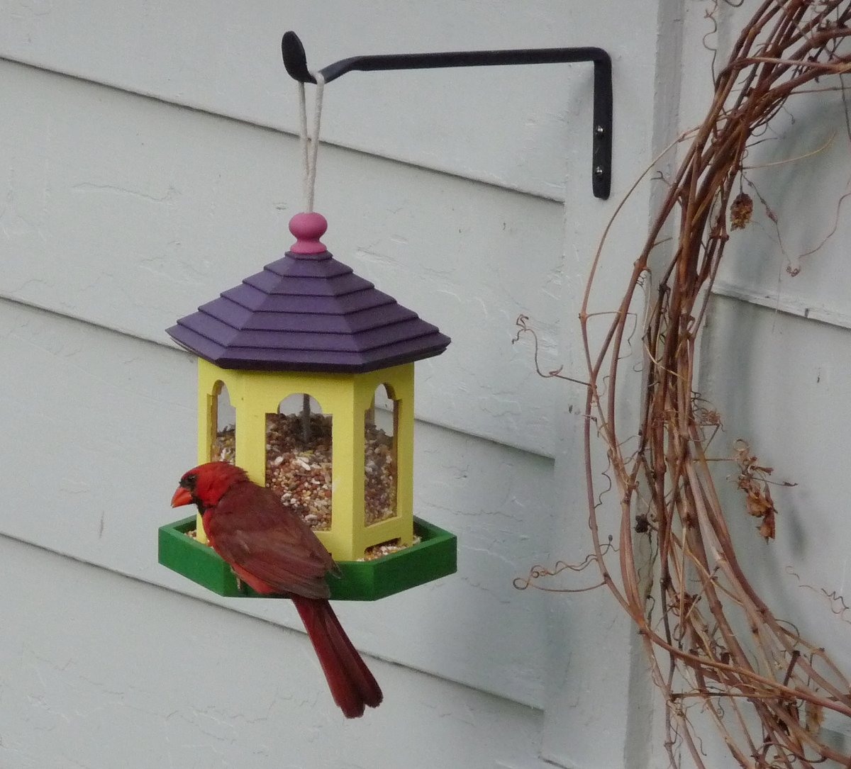 Bird Feeder - Cardinal