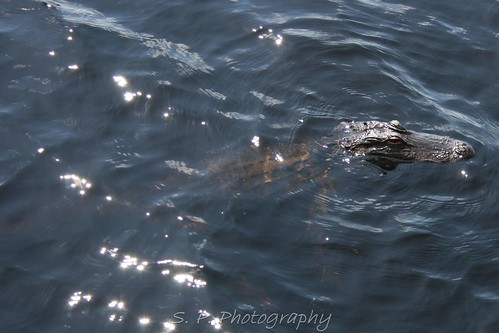 Alligator in Lake Dixie