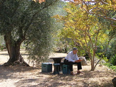 20090911 - Friday Olive Tree Blogging