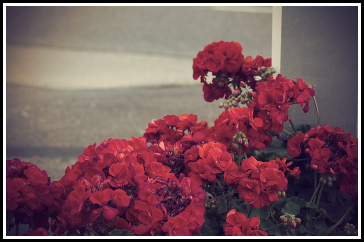 flowers_vint