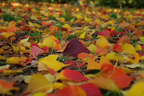 紅葉の絨毯 / red and gold leaves covering the floor