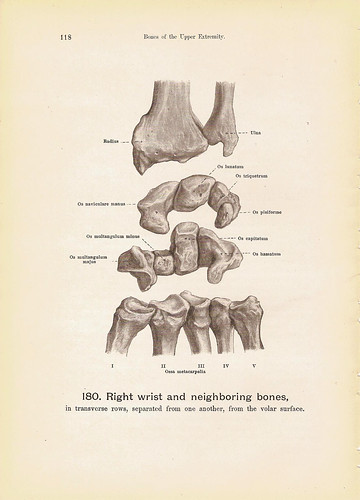 Carpus Anatomy