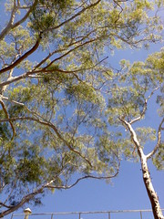 Up through the Lemon-scented gums