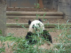 mei lan chewing on some bamboo