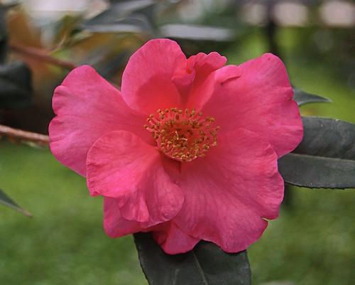 Camellia 2, at Missouri Botanical Garden (Shaw's Garden), in Saint Louis, Missouri, USA