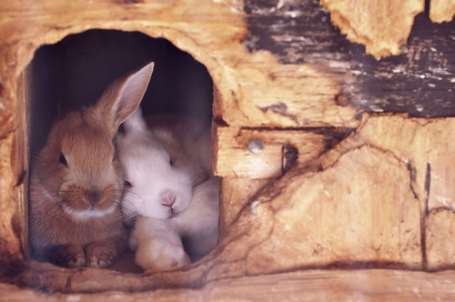  フリー画像| 動物写真| 哺乳類| 小動物| 兎/ウサギ| 恋人/カップル| 寝顔/寝相/寝姿|     フリー素材| 