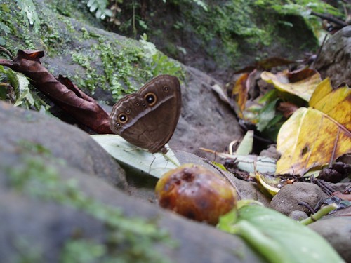 你拍攝的 圖片6-小蛇目蝶。