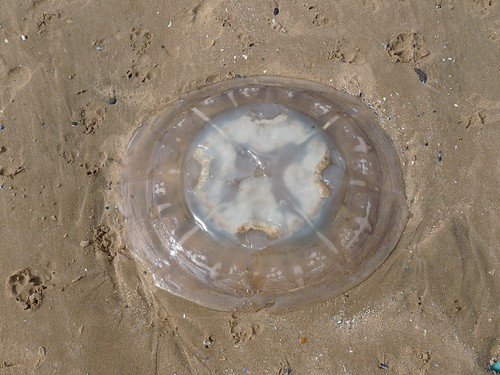 11310 - Barrel Jellyfish at Whiteford Sands